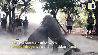 Two huge Komodo dragons fight on Indonesian island