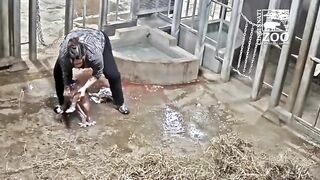 Baby Hippo Fiona Turns 1 - First Year Highlights - Cincinnati Zoo(720P_HD)