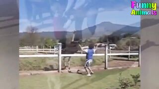 Hilarious Animal Funny Videos That Will Make You Laugh ???????? #P15