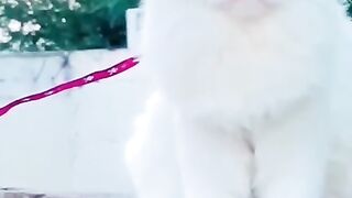 Cute Eyes