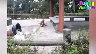 Funny Animal Videos 2022 ???? - Funniest Animals Video ???????? #P16