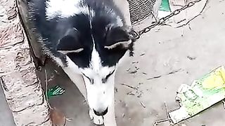 Dogs video