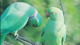 Parrots Love