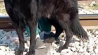 Black German sheperd