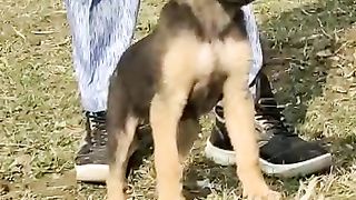 German shepherd video