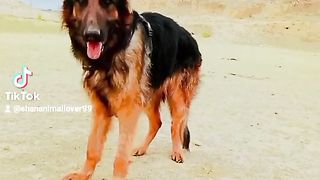 Dog videos
