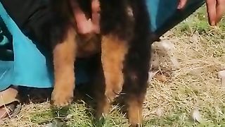 Beautiful German shepherd puppy