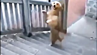 Funny dog walks up stairs