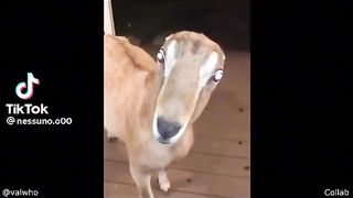 Funny tiktok compilations #2
