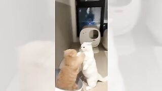 Cute and funny cats viral it