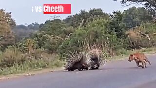 Echidna save baby from Cheetah