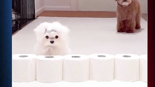 Amazing Cute Cats & Dogs jumping or  Challenge  Funny Cat Jump Fail Compilation #viral #foryou #shorts #short