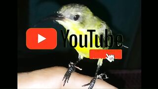 suara pikat burung liar, untuk semua jenis burung