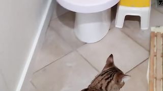 Savannah Cat trained to use potty