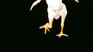 funny hen dancing video! funny video 2023