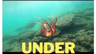Under Sea | Sea World