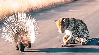Porcupine vs Leopard
