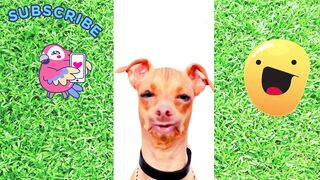 Best Funny Animal Videos in 2023 | Funniest dogs and Cats Videos 2023