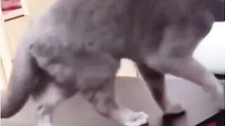 Funny cat  videol must watch