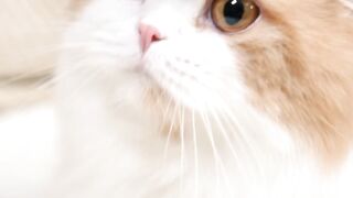 Cutest cat in the world