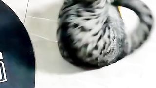 Amazing funny video?