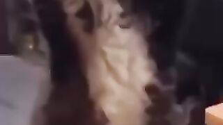 New Funny Videos 2023 ???? Cutest Cats and Dogs