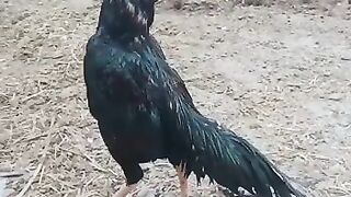 Best aseel rooster