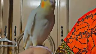 Parrots say Allah Allah