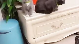 Cute Cat Videos 2023 | Funny Cat And Dog Video