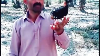 Best  of the birds video for you || Dont miss and follow for more.