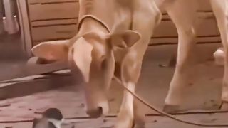 Funny Cats | Cats funny videos