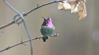 Bird Moving Video Relaxibal Music I Love Music