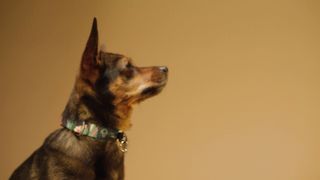 smart pet