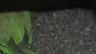 Green Ringneck Parrot ???? Extra Breader