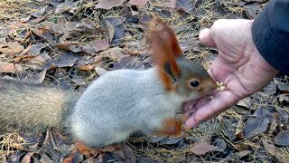 strange friendships- animals and human