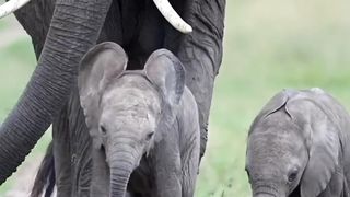 Elephants with their babies| cute elephant babies video|