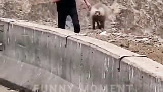 Funny Animals Top 50 Viral Videos Part 7, Funny Dogs Cats Pets And Animals Viral Videos