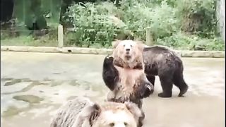 funny videos | funny animals