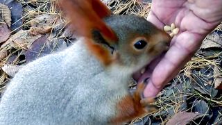 Adorable Hungry Squirrel