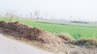 Natural scene
