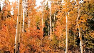 Relaxation music ????|forest music|sleep music