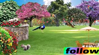 beautiful bird