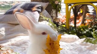 Beautiful animal | habit beautiful|beautiful music