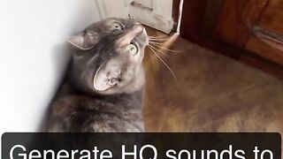 Sound that attracts cats