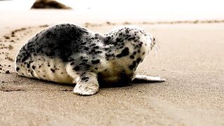 A glimpse of animals living in water