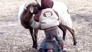Kids and animals Video