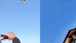 pigeon vs eagle