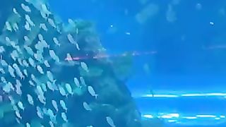 Dubai mall fish Aquarium