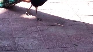 Beautiful peacock