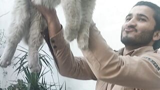 Cute cat